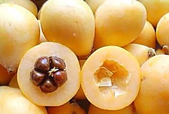 Medlar proprietati utile si contraindicatii, beneficii si Harms de fructe