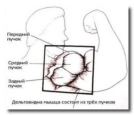 накачати плечі