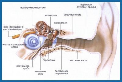 Нежить і захворіло вухо ніж лікувати - здоров'я інфо