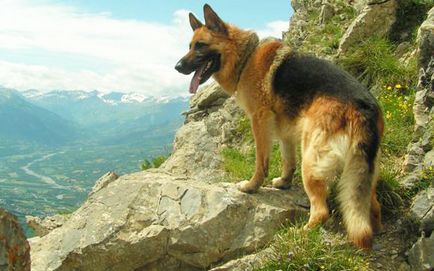German Shepherd - vaccinări pentru câini și câini adulți