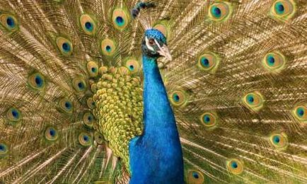 Néhány tipp, hogyan lehet egy páva műanyag palackok (műanyag palackok Peacock) Néhány tipp, hogyan lehet egy páva műanyag palackok