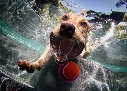 Hihetetlen pozitív kutya elkapta a labdát víz alatt - hírek képekben