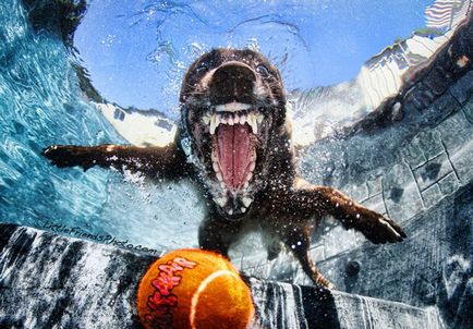 Hihetetlen pozitív kutya elkapta a labdát víz alatt - hírek képekben
