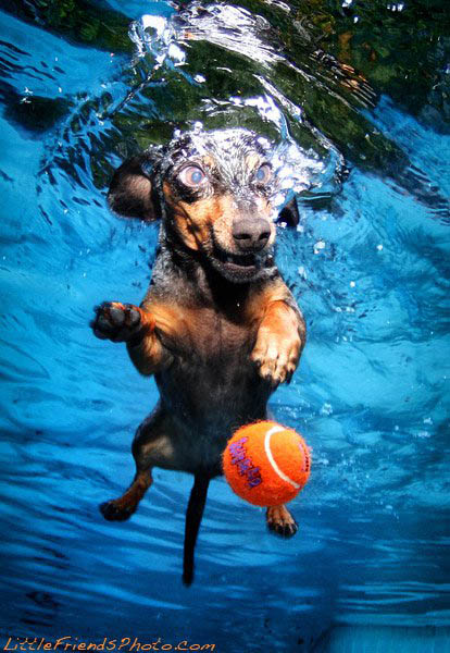 Câine pozitiv incredibil prinde mingea sub apă - știri în fotografii