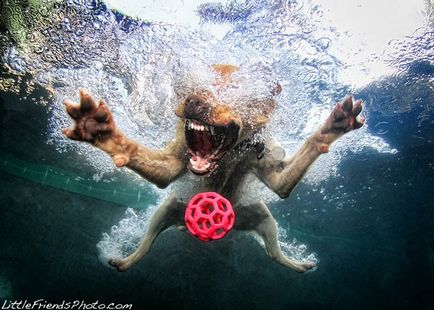 Câine pozitiv incredibil prinde mingea sub apă - știri în fotografii