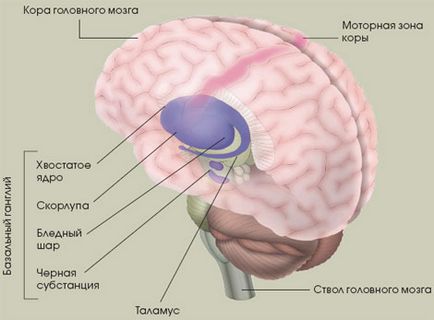 Neurology lacunaris agyi infarktus