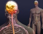 Distonie neurocirculativă - cauze, simptome și tratament