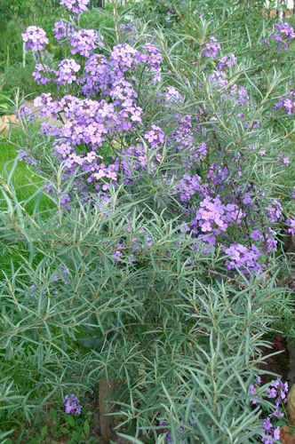 Éjszakai Violet (noctule matróna, hesperis matronalis) leírása karbantartás és a reprodukció