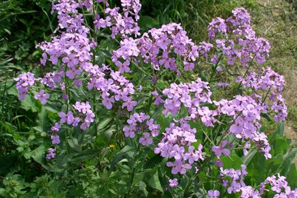 Violetul de noapte (descrierea veșnică a matronului, hesperis matronalis), îngrijirea și reproducerea