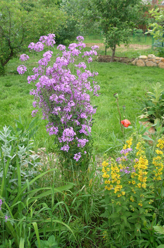 Нічна фіалка (вечірниця матрони, hesperis matronalis) опис, догляд і розмноження