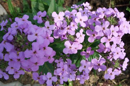 Нічна фіалка (вечірниця матрони, hesperis matronalis) опис, догляд і розмноження