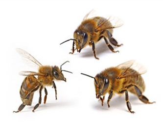 Нозематоз бджіл профілактика, діагностика та лікування захворювання, інформаційний портал агро-супутник