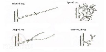 Обрізка плодових дерев як правильно обрізати яблуню