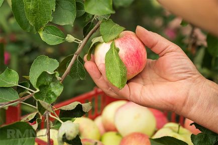 Decuparea pomilor fructiferi cum se taie corect mărul