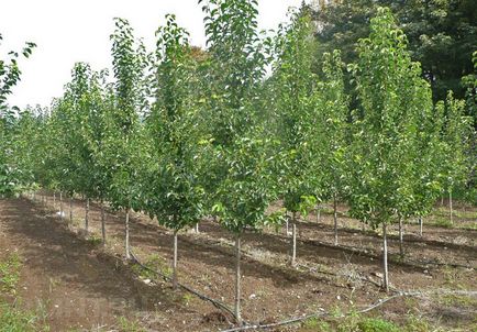 Gyümölcsfák metszési, hogyan kell vágni egy almafa