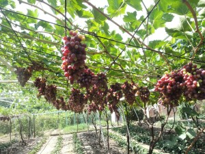 Обрізка винограду на альтанці і арці відео