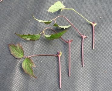 Aubrit este cultivat din semințe, atunci când sunt plantate, plantate și tratate în aer liber