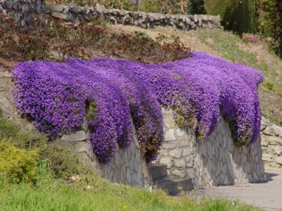 Aubrit este cultivat din semințe, atunci când sunt plantate, plantate și tratate în aer liber