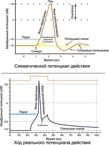 Idei generale despre fiziologia țesuturilor excitabile, Departamentul de Fiziologie