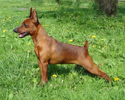 Огляд породи собак карликовий пінчер стандарт, опис, догляд і фото