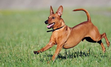 Огляд породи собак карликовий пінчер стандарт, опис, догляд і фото