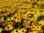 Bájos Rudbeckia fajok és termesztése (éves Rudbeckia) Bájos Rudbeckia fajok és növekvő