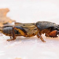 Bájos Rudbeckia fajok és termesztése (éves) Bájos Rudbeckia fajok és növekvő