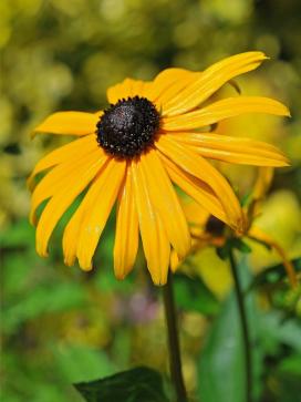 Bájos Rudbeckia fajok és termesztése (éves Rudbeckia) Bájos Rudbeckia fajok és növekvő