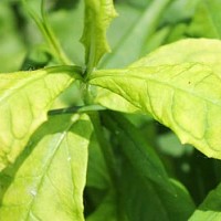 Bájos Rudbeckia fajok és termesztése (fotó Rudbeckia) Bájos Rudbeckia fajok és növekvő