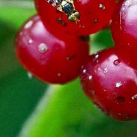 Bájos Rudbeckia fajok és termesztés (Rudbeckia) Bájos Rudbeckia fajok és növekvő