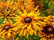 Bájos Rudbeckia fajok és termesztés (Rudbeckia) Bájos Rudbeckia fajok és növekvő
