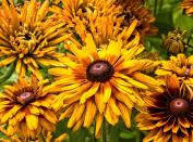 Frumoasele specii rudbeckia și cultivarea