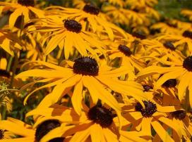 Bájos Rudbeckia fajok és termesztés (díszítő) Bájos Rudbeckia fajok és növekvő