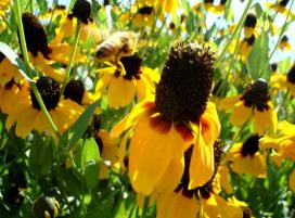 Bájos Rudbeckia fajok és termesztés (díszítő) Bájos Rudbeckia fajok és növekvő