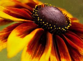 Bájos Rudbeckia fajok és termesztése (féle) Bájos Rudbeckia fajok és növekvő