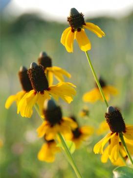 Bájos Rudbeckia fajok és termesztés (növekvő Rudbeckia) Bájos Rudbeckia fajok és növekvő