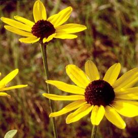 Bájos Rudbeckia fajok és növekvő (évelő) Bájos Rudbeckia fajok és növekvő