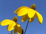 Bájos Rudbeckia fajok és termesztés (művelés) Bájos Rudbeckia fajok és növekvő