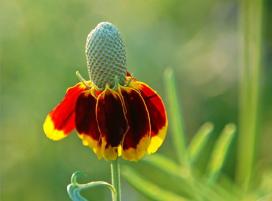 Bájos Rudbeckia fajok és termesztés (kertészeti) Bájos Rudbeckia fajok és növekvő