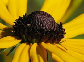 Bájos Rudbeckia fajok és termesztése (hangulatos) Bájos Rudbeckia fajok és növekvő