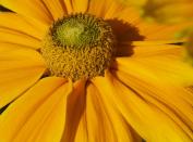 Bájos Rudbeckia fajok és termesztés (évelő Rudbeckia) Bájos Rudbeckia fajok és növekvő