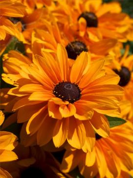 Bájos Rudbeckia fajok és termesztés (művelés) Bájos Rudbeckia fajok és növekvő
