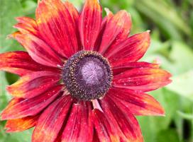 Bájos Rudbeckia fajok és termesztés (Rudbeckia) Bájos Rudbeckia fajok és növekvő