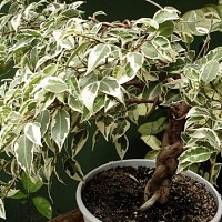 Bájos Rudbeckia fajok és a növekvő (azt mondják levelek hátrány) Bájos Rudbeckia fajok és növekvő