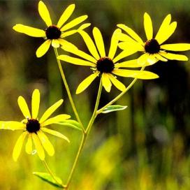 Bájos Rudbeckia fajok és növekvő (évelő) Bájos Rudbeckia fajok és növekvő