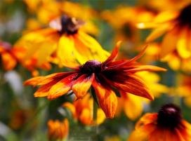 Bájos Rudbeckia fajok és termesztés (évelő Rudbeckia) Bájos Rudbeckia fajok és növekvő