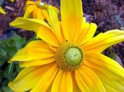 Bájos Rudbeckia fajok és termesztés (fajok Rudbeckia) Bájos Rudbeckia fajok és növekvő