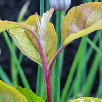 Frumoasele specii rudbeckia și cultivarea