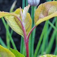 Bájos Rudbeckia fajok és termesztése (éves) Bájos Rudbeckia fajok és növekvő