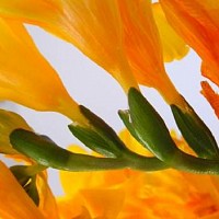 Bájos Rudbeckia fajok és termesztése (hangulatos) Bájos Rudbeckia fajok és növekvő